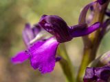Anacamptis morio subspecies caucasica. Цветок. Крым, окр. г. Судак, 200 м к ю.-в. от вершины горы Перчем, луг. 23.04.2025.