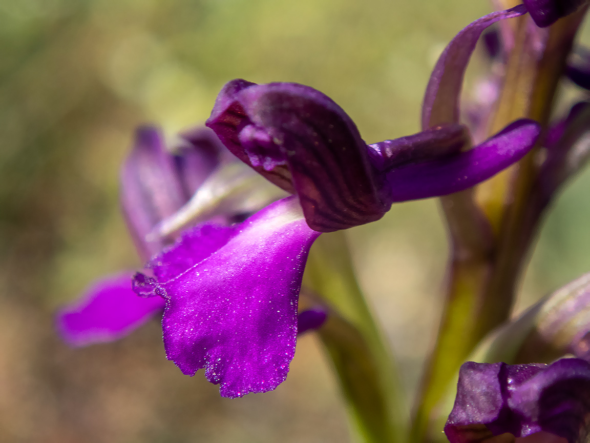 Image of Anacamptis morio ssp. caucasica specimen.