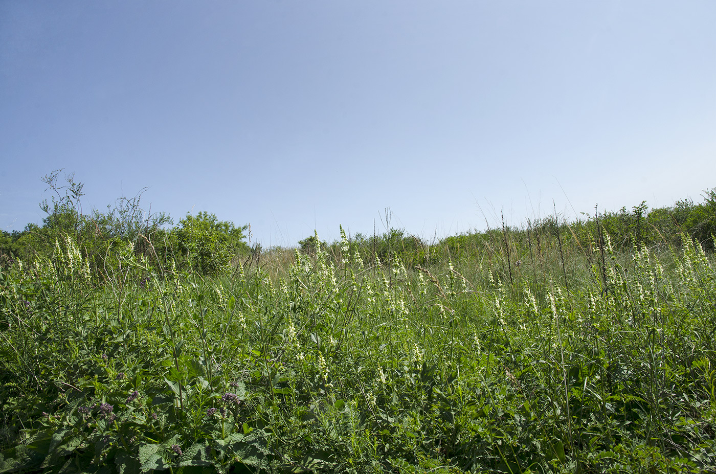 Image of Stachys recta specimen.