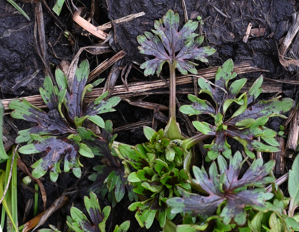 Изображение особи род Ranunculus.
