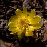 Adonis amurensis. Цветок. Хабаровский край, г. Комсомольск-на-Амуре, правый берег р. Силинка, перелесок. 15.04.2026.