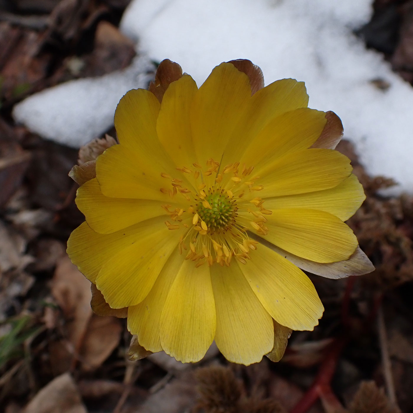 Изображение особи Adonis amurensis.