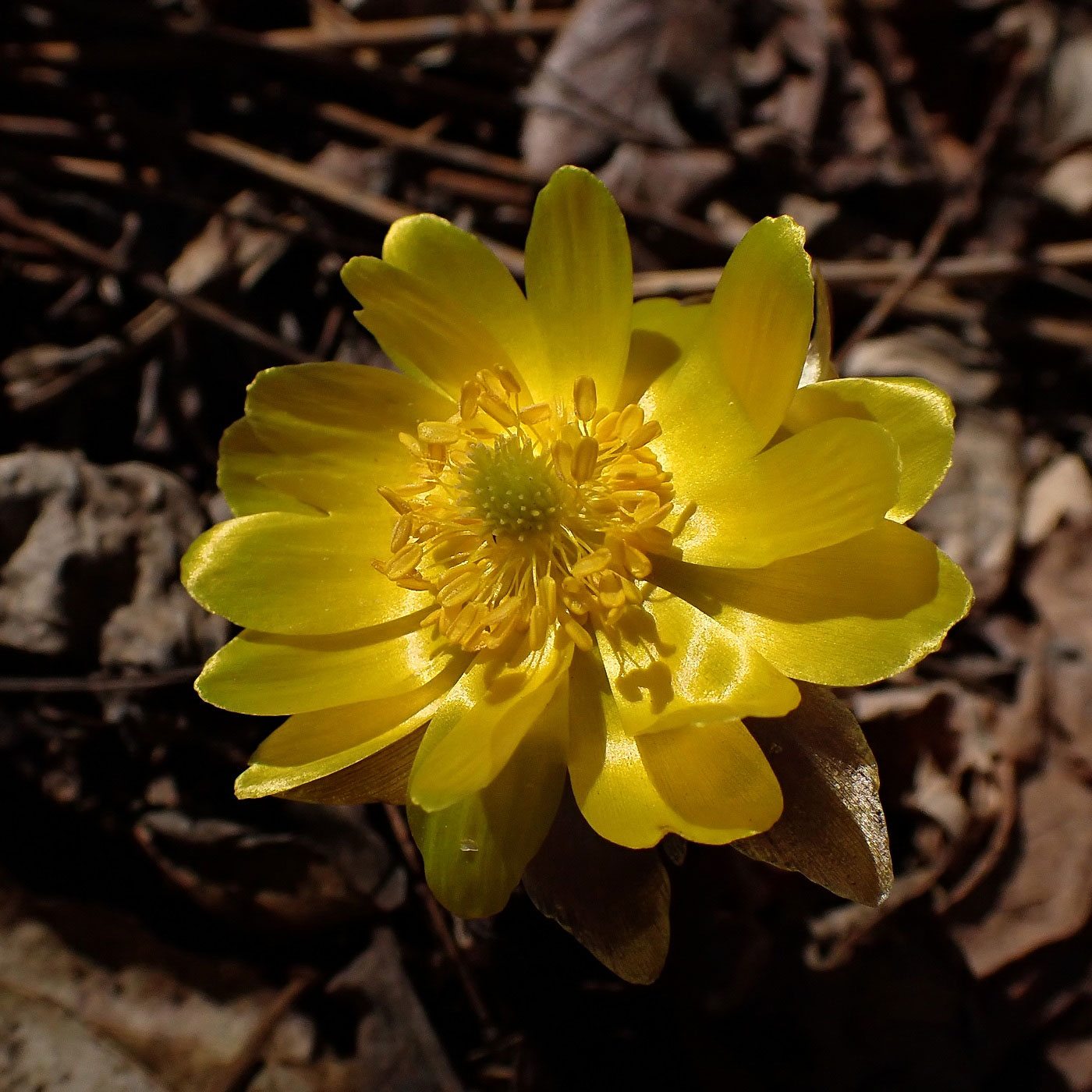 Image of Adonis amurensis specimen.