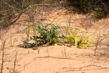 Astragalus lehmannianus. Вегетирующее нормальное и бесхлорофильное растение. Астраханская обл., Наримановский р-н, окр. с. Николаевка, бархан Большой Брат, опустыненная степь, участок подвижных песков. 01.05.2026.
