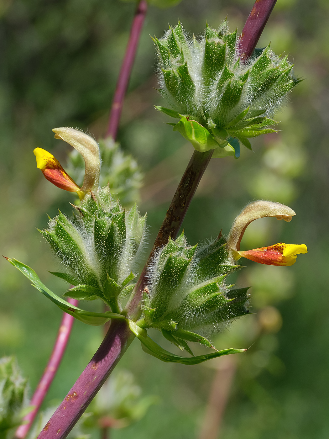 Image of Phlomoides hissarica specimen.