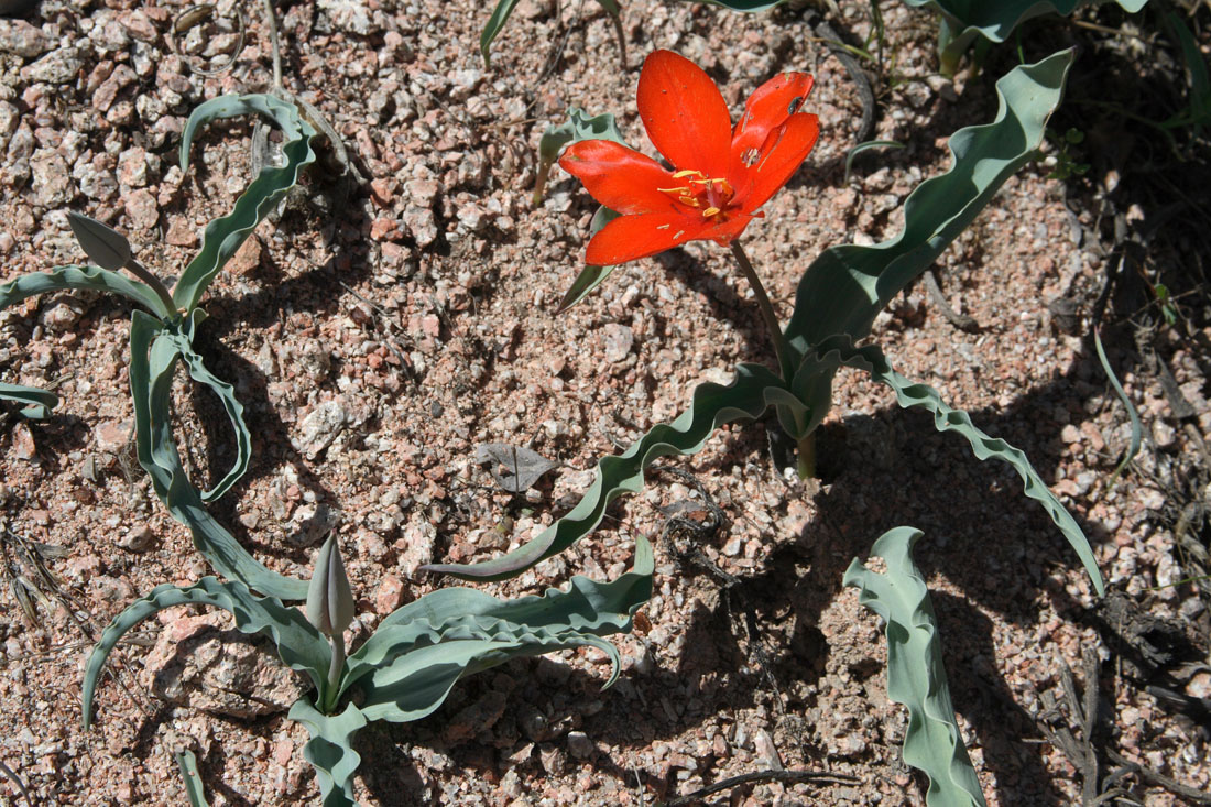 Изображение особи Tulipa butkovii.