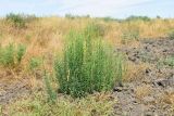 Linaria vulgaris. Зацветающее растение. Астраханская обл., Камызякский р-н, окр.с. Бирючек, низина между бэровскими буграми, возделываемый искусственно орошаемый участок, край пашни. 11.06.2026.