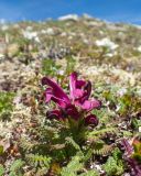 Pedicularis ochotensis. Цветущее растение. Хабаровский край, р-н имени Лазо, массив горы Ко, гора Столовая, вершина, выс. ≈ 1920 м н.у.м., горная тундра. 22.06.2026.