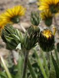 Taraxacum ussuriense