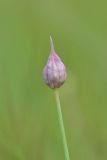 род Allium