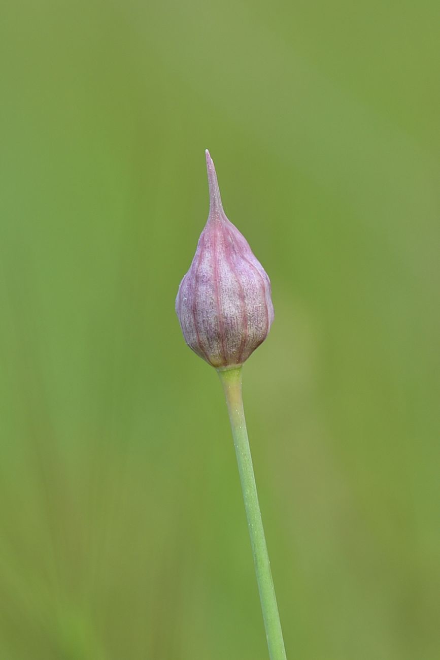 Изображение особи род Allium.
