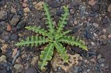 Sonchus ustulatus