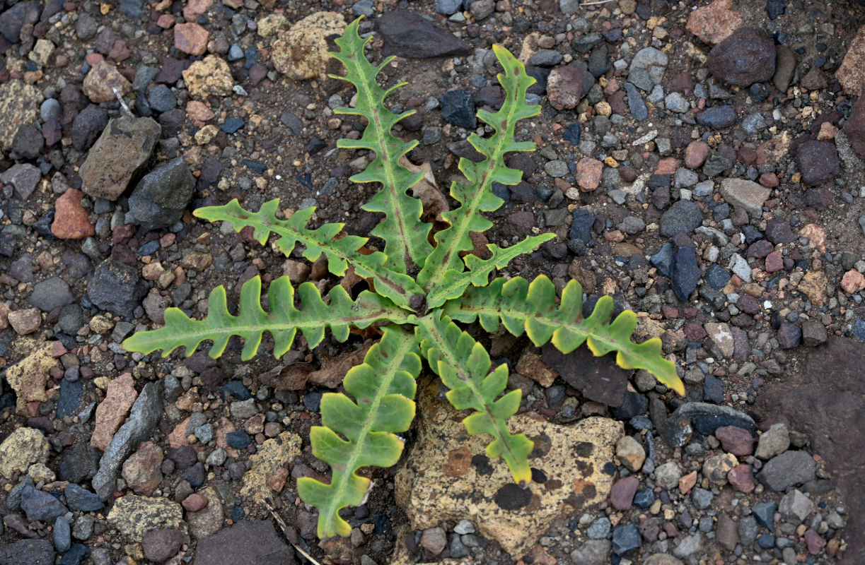 Image of Sonchus ustulatus specimen.