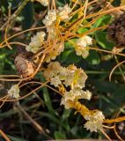 Cuscuta gronovii