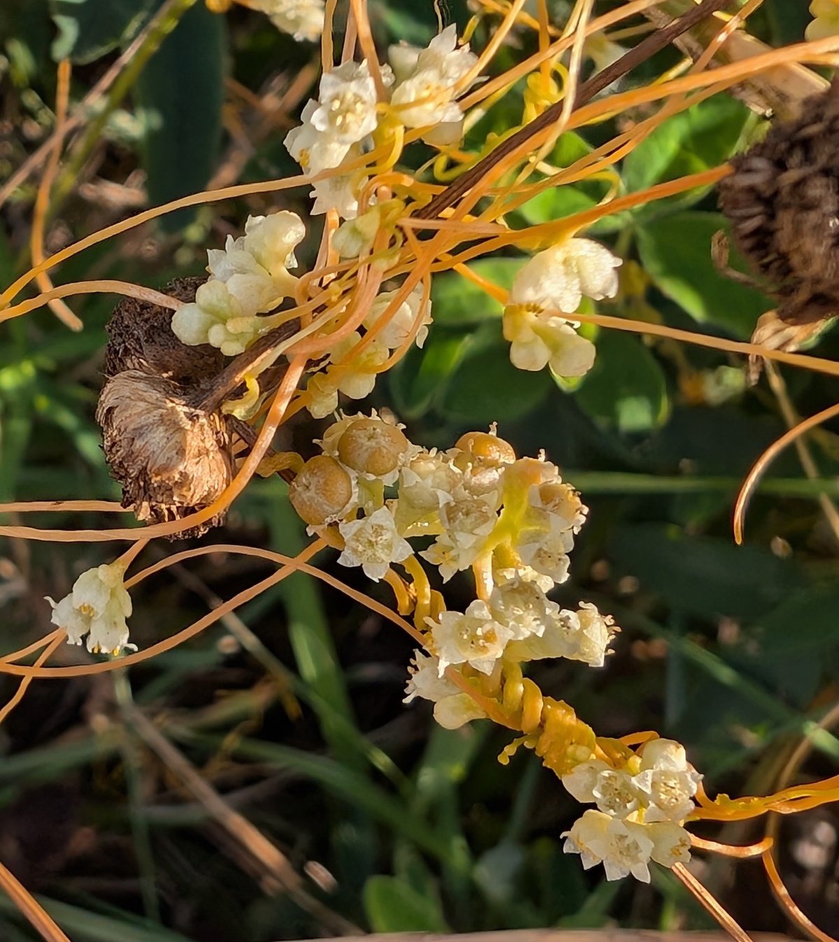 Изображение особи Cuscuta gronovii.