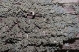 Hypogymnia farinacea. Таллом на стволе. Крым, Севастополь, Байдарская дол., шибляк вдоль р. Узунджа. 19.08.2026.