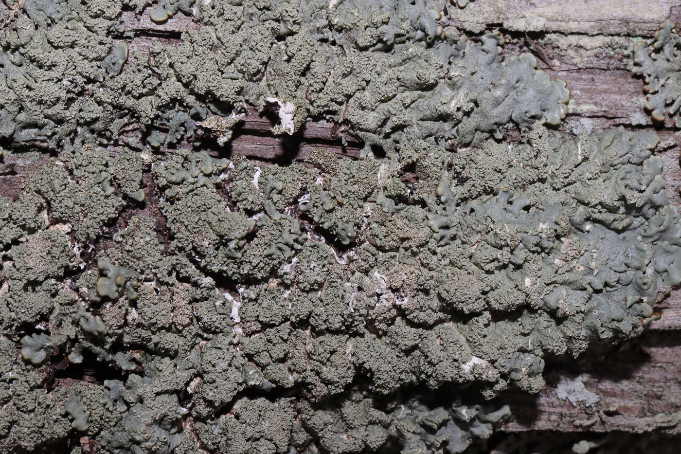 Image of Hypogymnia farinacea specimen.