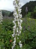 Aconitum leucostomum. Средняя часть соцветия (белая форма). Казахстан, Тянь-Шань, дол. Бутаковского ручья, поляна вдоль тропы к верхнему водопаду. 27.06.2026.