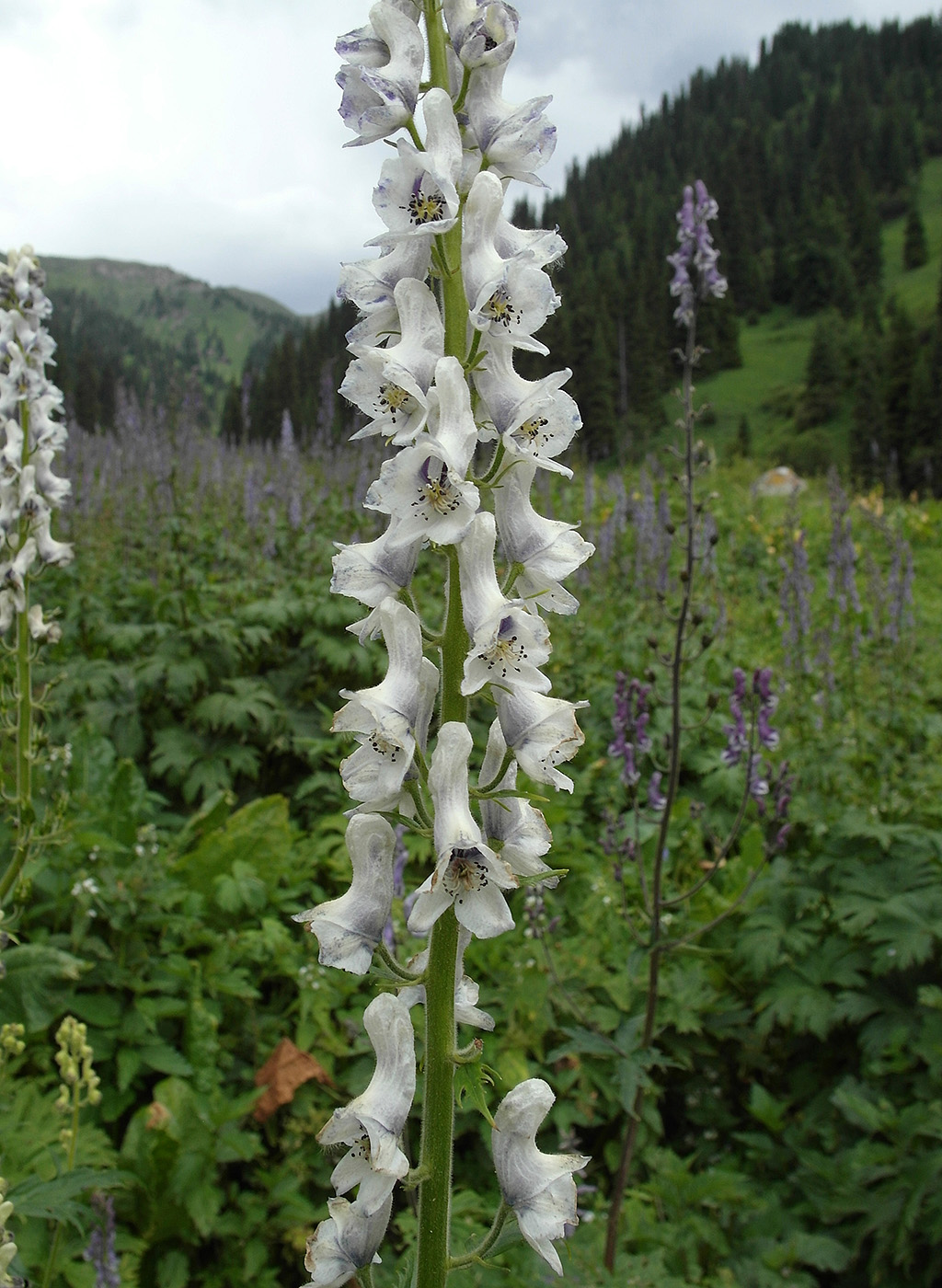 Image of Aconitum leucostomum specimen.