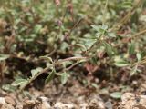 genus Ziziphora. Части побегов. Таджикистан, Согдийская обл., Айнинский р-н; Памиро-Алай, Фанские горы, подножье горы Сарытаг, ≈ 2440 м н.у.м., щебнистый склон. 27 июня 2026 г.