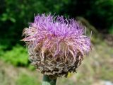 Stemmacantha carthamoides. Соцветие. Окр. Томска, дачный участок. 12 июля 2010 г.