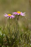 Aster alpinus. Цветущие растения. Карачаево-Черкесия, Карачаевский р-н, дол. р. Учкуланичи, 3000 м н.у.м., альпийский луг. 09.08.2026.