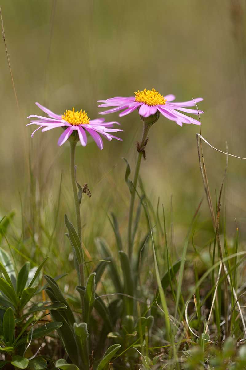 Изображение особи Aster alpinus.