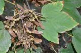 Acer pseudoplatanus. Соплодие и лист. Узбекистан, г. Ташкент, Ботанический сад им. Ф.Н. Русанова, в культуре. 05.10.2026.