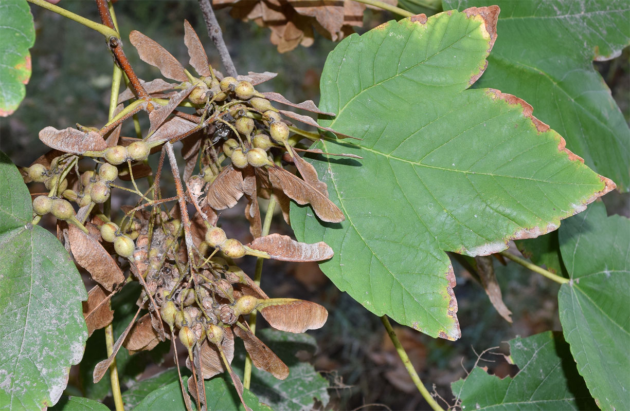 Image of Acer pseudoplatanus specimen.