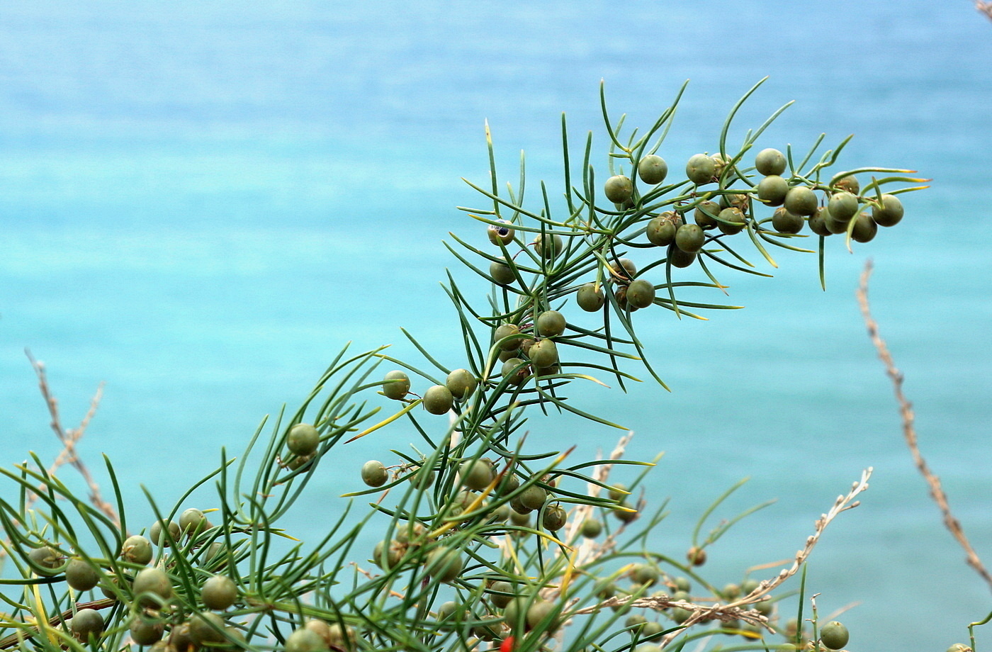 Image of genus Asparagus specimen.