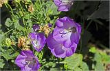 Campanula carpatica. Цветок. Московская обл., Раменский р-н, окр. дер. Хрипань, садовый участок. 10.08.2026.