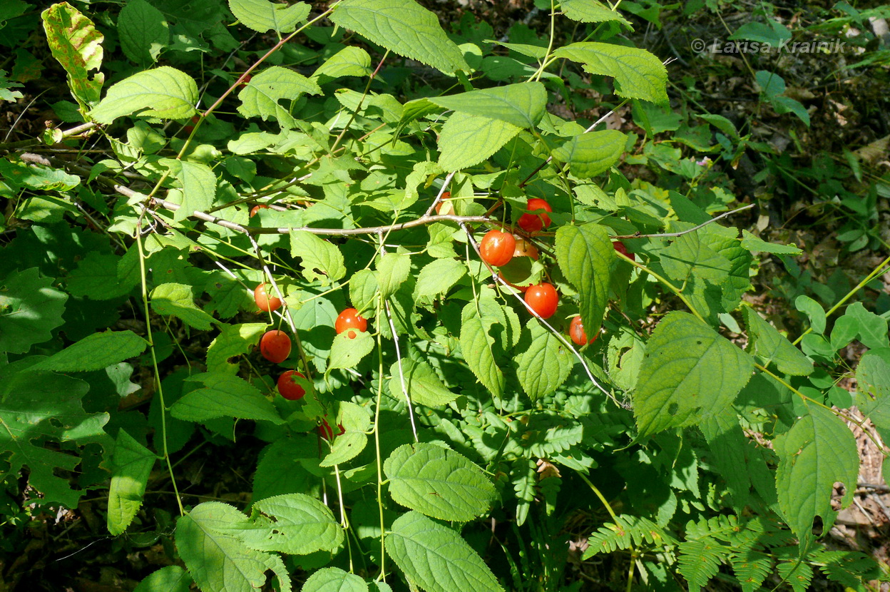 Изображение особи Cerasus glandulosa.