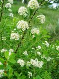 Spiraea crenata