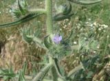 Echium biebersteinii