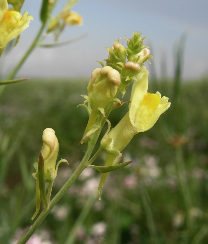 Image of Linaria biebersteinii specimen.