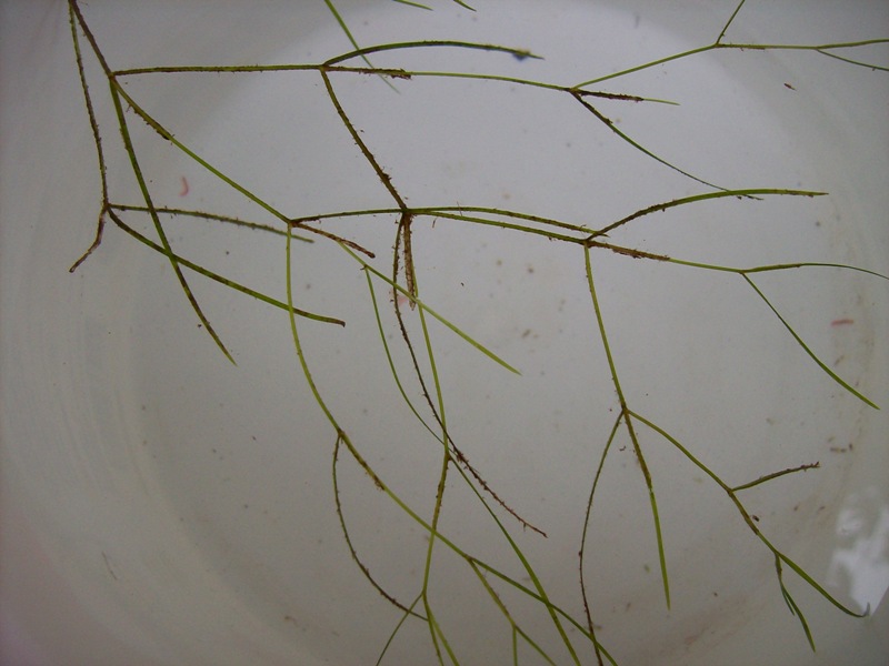 Image of Potamogeton trichoides specimen.