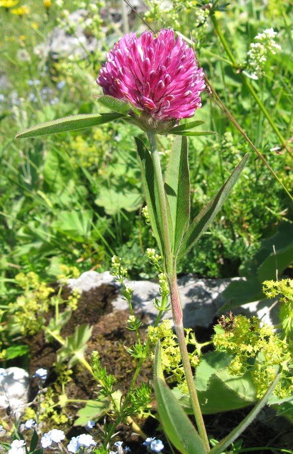 Изображение особи Trifolium alpestre.