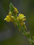 Linaria syspirensis. Соцветие. Южный берег Крыма, лес возле Понизовки. 2 июля 2011 г.