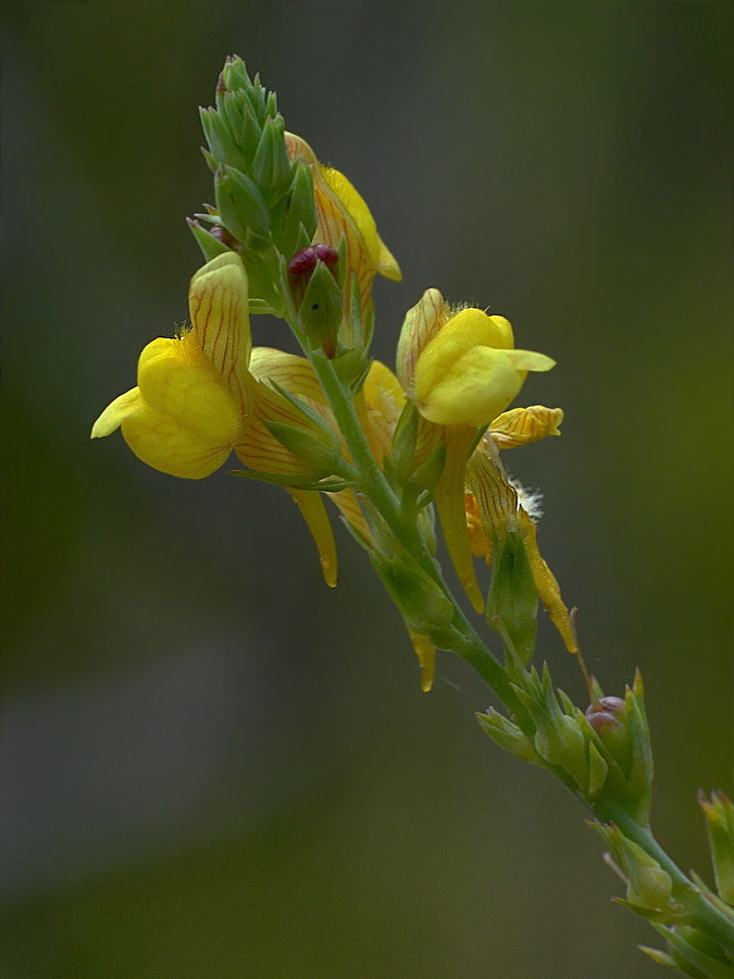 Изображение особи Linaria syspirensis.