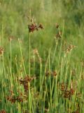 Juncus inflexus