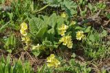 Primula cordifolia. Цветущее растение вблизи снежника. Республика Карачаево-Черкесия, Домбай, верховья долины р. Аманауз, 2200 м н.у.м. 06.07.2011.