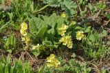 Primula cordifolia