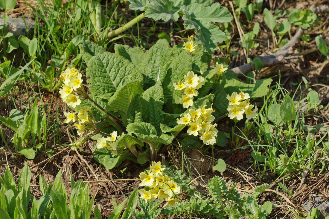 Image of Primula cordifolia specimen.