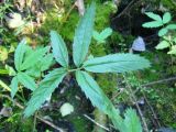 Comarum palustre. Листья. Новосибирская обл., Искитимский р-н, окр. пгт Линёво, степная балка \"Титов Лог\", болото. 14 августа 2011 г.