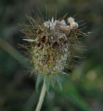Scabiosa columbaria