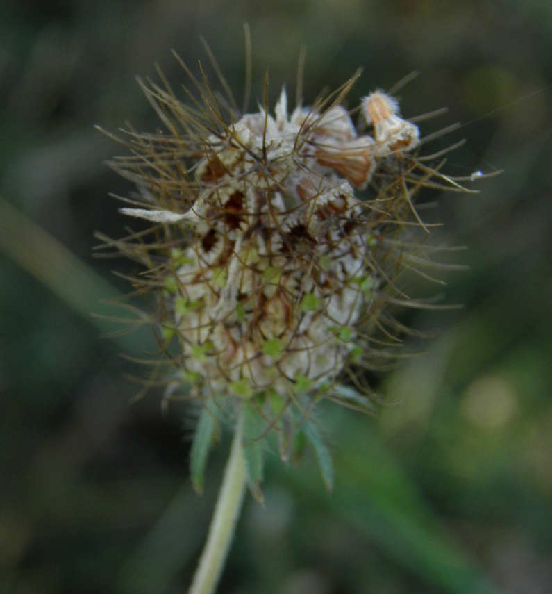 Image of Scabiosa columbaria specimen.