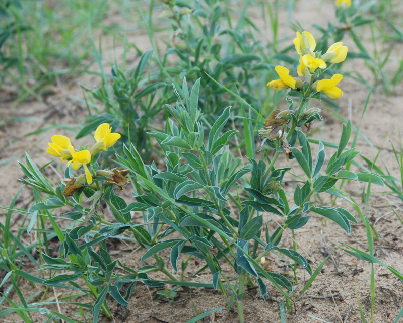 Изображение особи Thermopsis lanceolata.