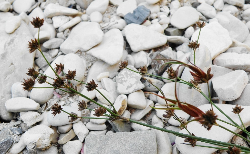 Изображение особи Juncus articulatus.