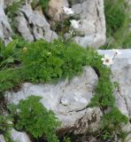 Anemone baldensis. Цветущие растения. Черногория, Динарское нагорье, горный массив Дурмитор. 05.07.2011.