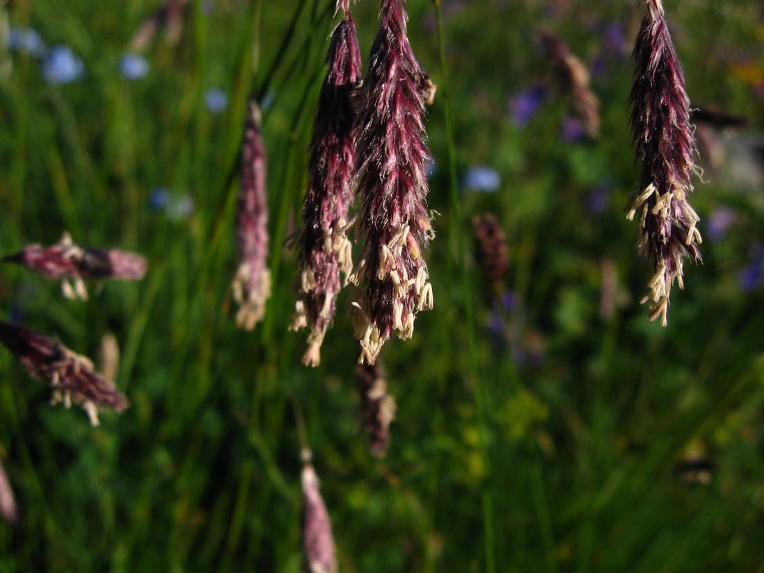 Image of Alopecurus ponticus specimen.